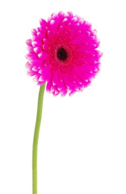 gerbera çiçek portre