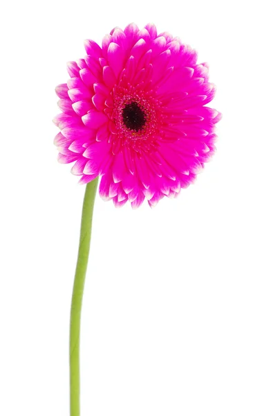 Gerbera çiçek portre — Stok fotoğraf