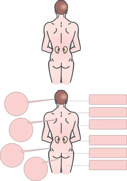 Partes del cuerpo humano — Vector de stock